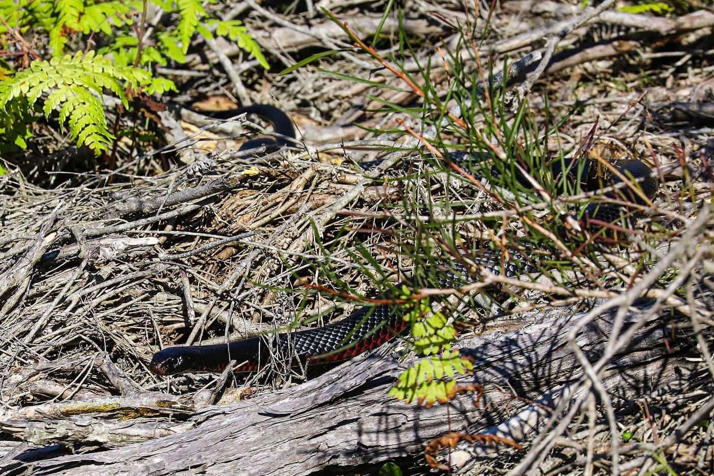 A red-bellied black snake among leaf litter beside a bush track