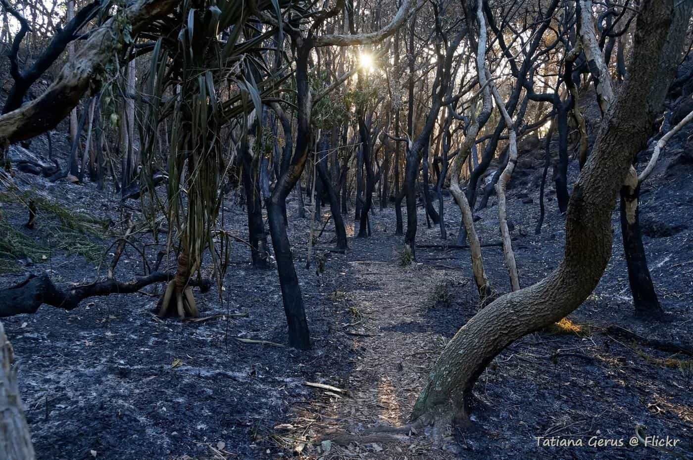 A burnt eucalypt forest with blackened trunks after a bushfire