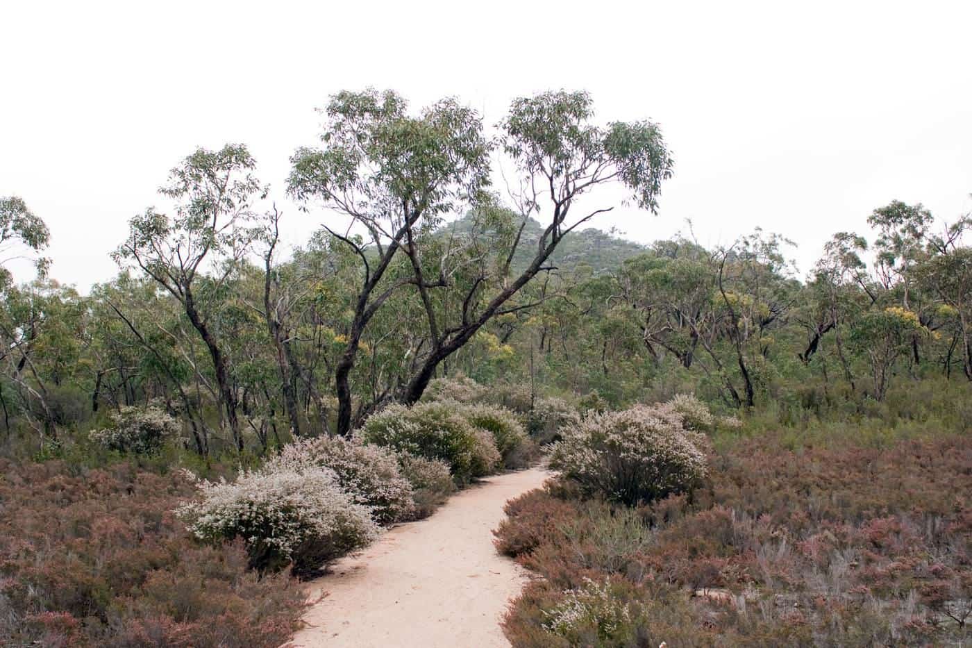 A sandy walking track winding through low heath and eucalypts in the Grampians